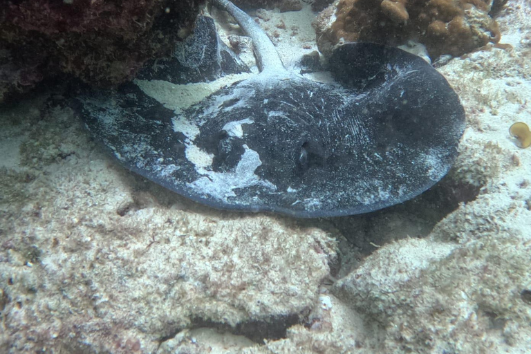 Muscat : Les îles Daymaniat s&#039;essaient à la plongée sous-marine