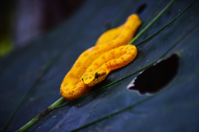 Tortuguero: Jaguar Trail begeleide wandeling 