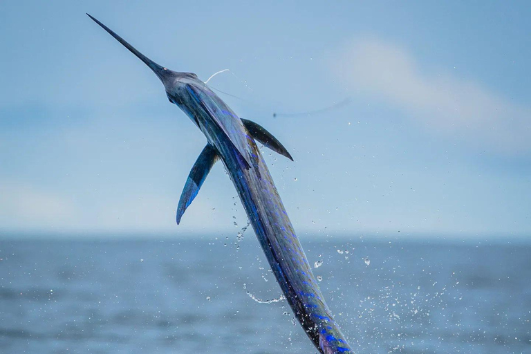 Fishing sporting zanzibar