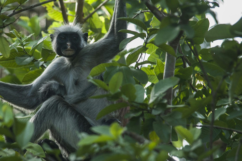 Zanzibar : Forêt de Jozani, promenade dans la nature et visite de la faune et de la flore