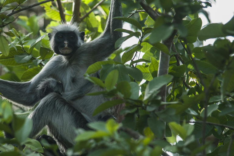 Zanzibar : Forêt de Jozani, promenade dans la nature et visite de la faune et de la flore