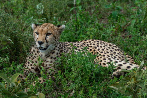 From Arusha: 7-Day Wildlife and Culture Safari