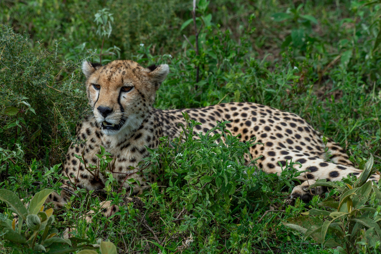 From Arusha: 7-Day Wildlife and Culture Safari