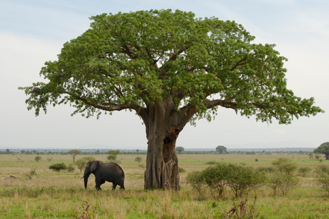 Arusha National Park 1 day tour1 Day Arusha National Park tour