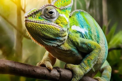 Zanzibar: Spice Tour, Butterfly Garden and Rock Restaurant