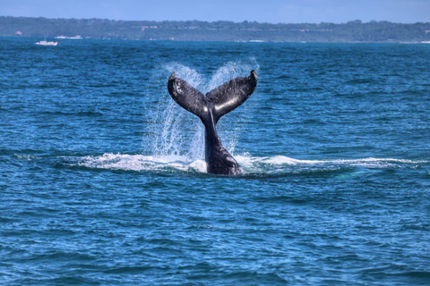 Maputo: Whale Watching, Day Trip