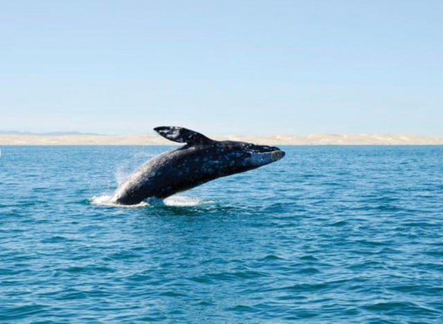 San Diego: Whale-Watching-Bootsfahrt und Delfinbeobachtung