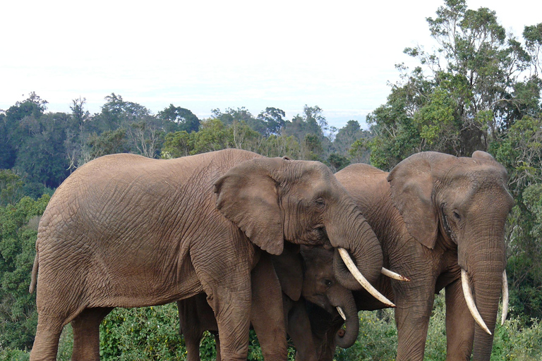 Safári de luxo de 3 dias na Ol Pejeta Conservancy em jipe 4x4Safári de 3 dias na Ol Pejeta Conservancy