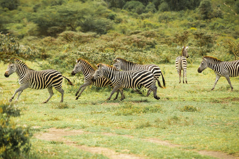 Lake Manyara NP e Cratera de Ngorongoro: Safári de 2 dias