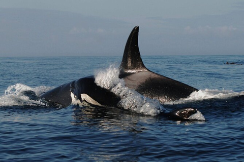 Aventura de avistamiento de ballenas en Vancouver con visita a la ciudadAventura de avistamiento de ballenas en Vancouver