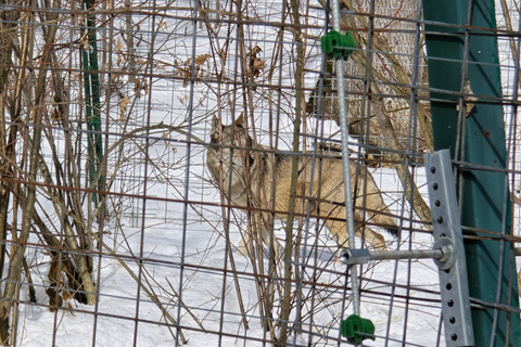 Bucharest: Bear Sanctuary and Dracula's Castle Tour Small Group (max 7) - tour in English entry tichets included