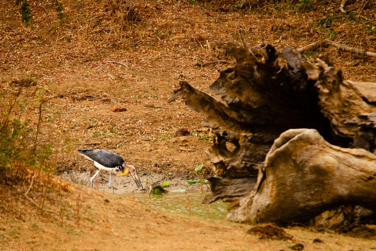 Safari dans le parc national de Yala au départ de Bentota