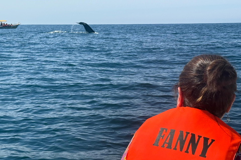 Puerto Escondido: Bootstour zu Delfinen und MeerestierenPrivate Tour