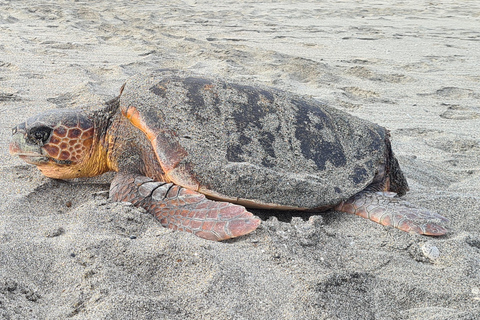 Sal Island: Turtle Watching Experience