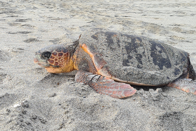 Sal Island: Turtle Watching Experience