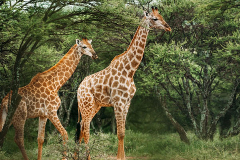 From Johannesburg: 2-Day Kruger National Park Safari