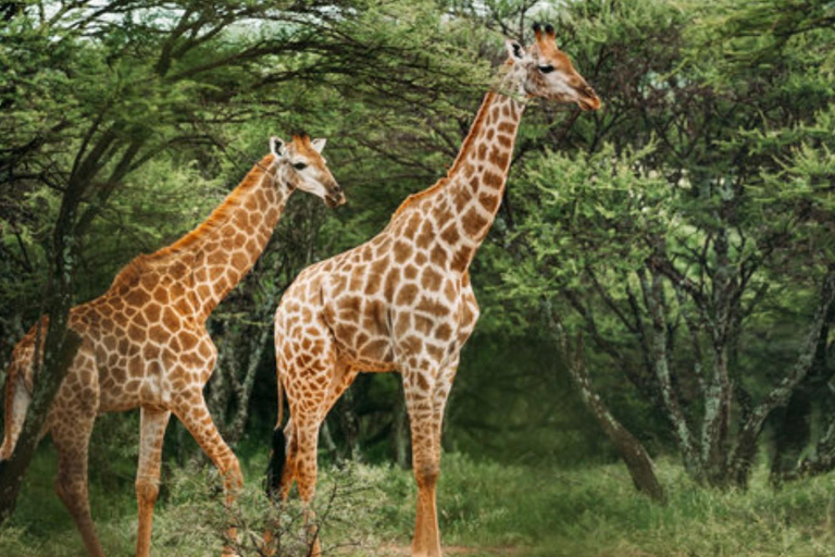 From Johannesburg: 2-Day Kruger National Park Safari