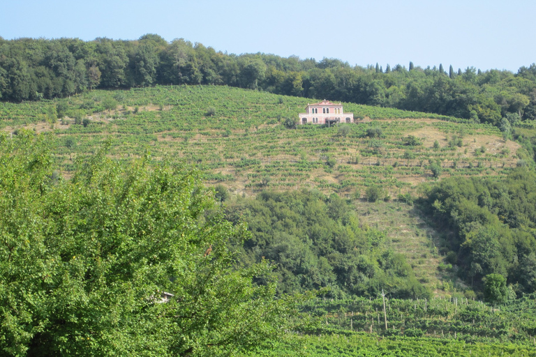 Visite de 8 heures de vin et de dégustation de prosecco au départ de Venise ou de PadoueProsecco Vins et Dégustations Tour de Padoue