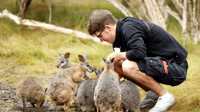 2day phillip island wilson wildlife tour from melbourne