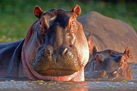 Maasai Magic & Nakuru's Charms: 4-Day Wilderness Safari