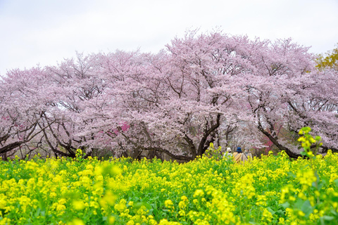 Tokyo Cherry Blossom Tour: Showa Kinen, Rikugien & Asukayama Cherry Blossom Group Tour with Shinjuku Meeting Point