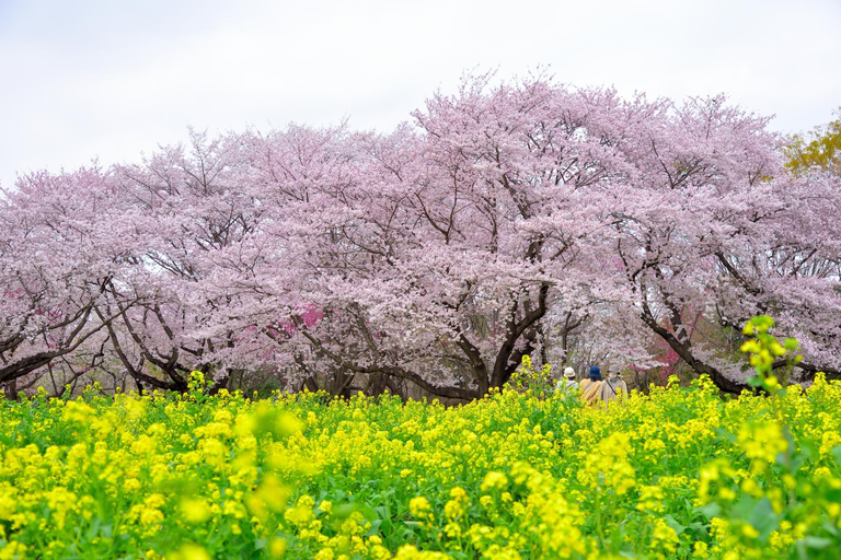 Tokyo Cherry Blossom Tour: Showa Kinen, Rikugien & Asukayama Cherry Blossom Group Tour with Shinjuku Meeting Point