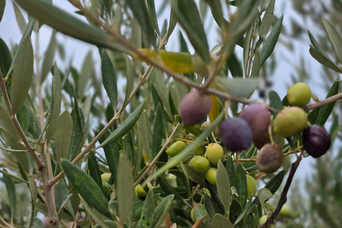 Chania: Private Wine & Olive Oil Tasting with Village Tour