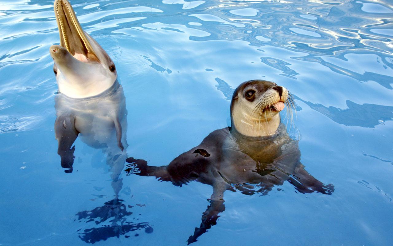 Alanya: Delfin- und Seelöwen-Show mit Hoteltransfers
