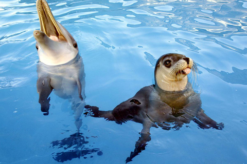 Alanya : spectacle de dauphins avec prise en charge et retour à l&#039;hôtelAlanya : spectacle de dauphins et baignade facultative avec les dauphins