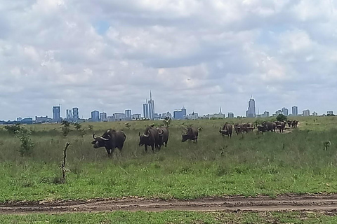 Viagem de um dia ao Parque Nacional de Nairobi e Centro de GirafasViagem Safári; Parque Nacional de Nairobi e Centro de Girafas