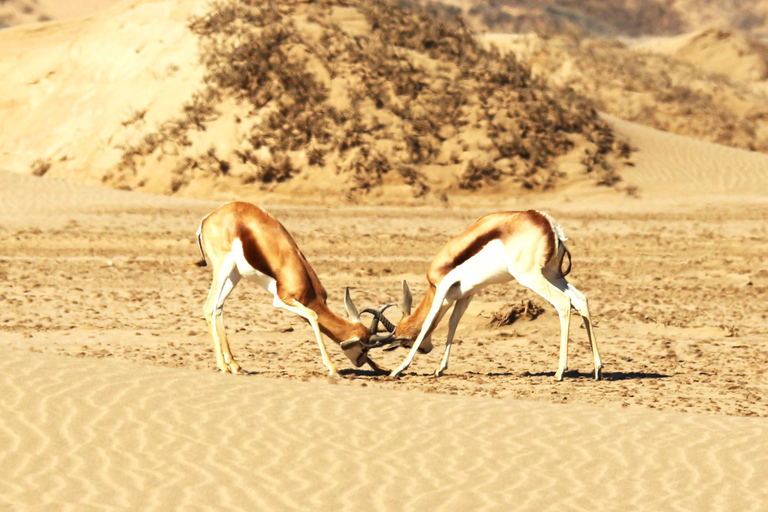 Walvis Bay: Sandwich Harbour & Pelican Point Day Trip
