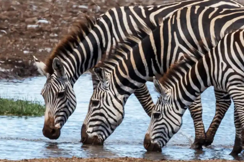 Mombasa: Safari de 6 días por Tsavo Oeste, Tsavo Este y Amboseli