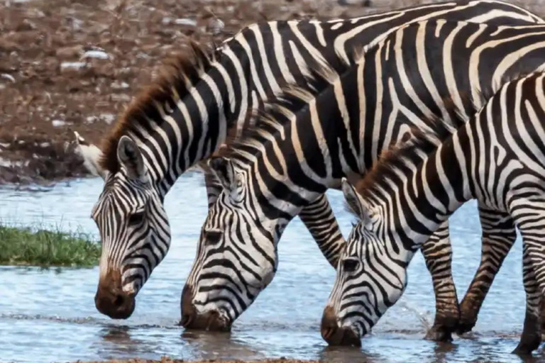 Mombasa: 6-dniowe safari w Tsavo Zachodnim, Tsavo Wschodnim i Amboseli