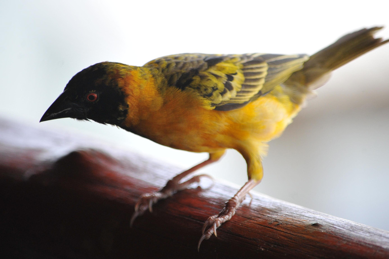 عنتيبي: رحلة سفاري لمدة 3 أيام في منتزه الملكة إليزابيث الوطني