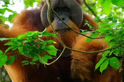From Medan: Bukit Lawang Orangutan Tour Mt. Leuser