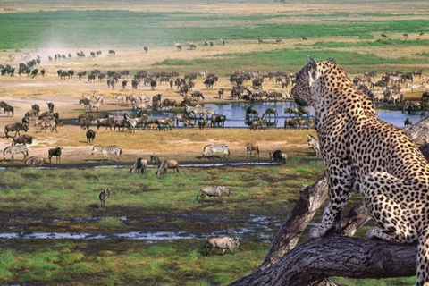 Desde Arusha: Safari de 2 días al Lago Manyara y al Ngorongoro ...