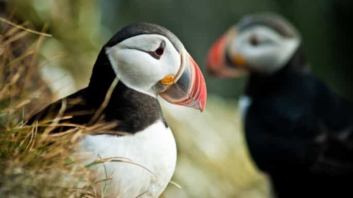 reykjavik puffin watching boat tour