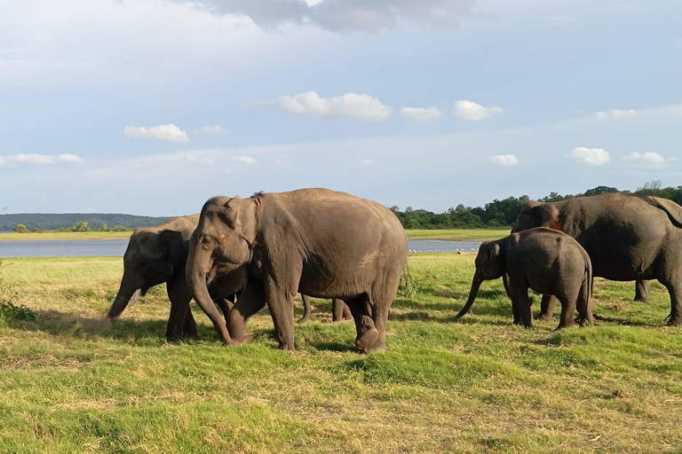 Minneriya: Morning Jeep Safari with Hotel Pickup and Drop-of