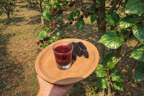 Khao Yai: Mulberry Farm Walk & Liqueur Tasting Experience - Image 2