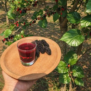 Khao Yai: Mulberry Farm Walk & Liqueur Tasting Experience