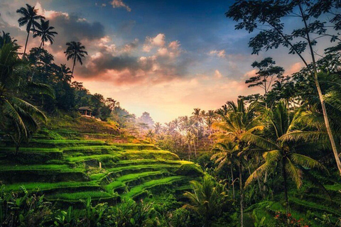 Ubud: Monkey Forest & Waterfalls With Bali Swing Tour Ubud Private Tour Without Ticket