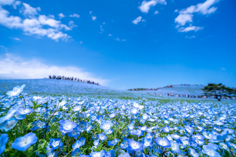 From Shinjuku: Hitachi Seaside Park & Ashikaga Flower Park