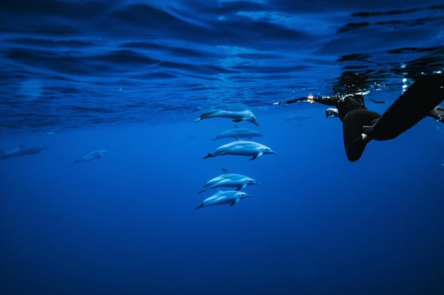 Oahu : aventure en hors-bord avec plongée avec tuba et nage avec les dauphins sauvages