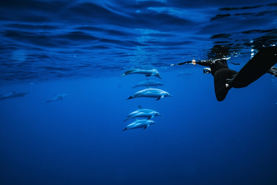 Oahu : aventure en hors-bord avec plongée avec tuba et nage avec les dauphins sauvages