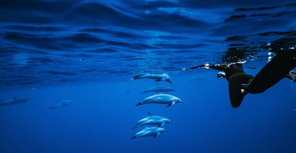 Oahu: Wild Dolphin Swim & Speedboat Snorkeling Adventure