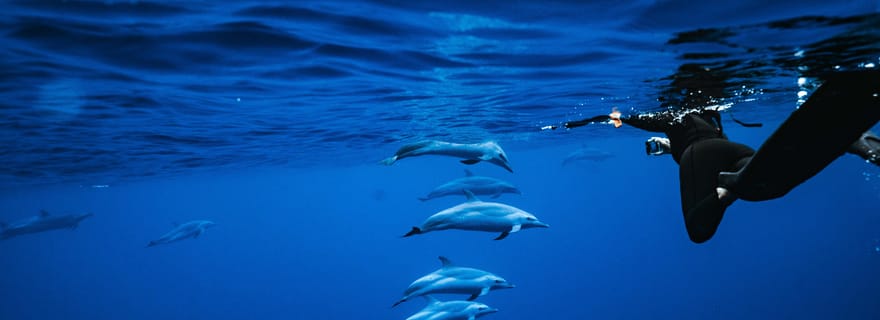Aventure en hors-bord et snorkeling à Oahu avec des dauphins sauvages