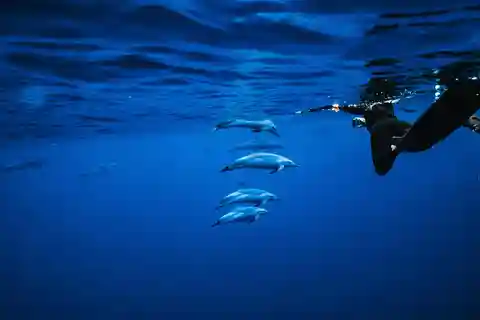 Oahu: Speedboat Snorkeling Adventure and Wild Dolphin Swim