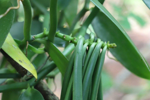 ZANZIBAR: Spice Farm Tour + Lunch & Prison Island Boat Trip