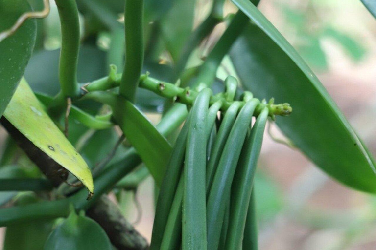 ZANZIBAR: Spice Farm Tour + Lunch & Prison Island Boat Trip