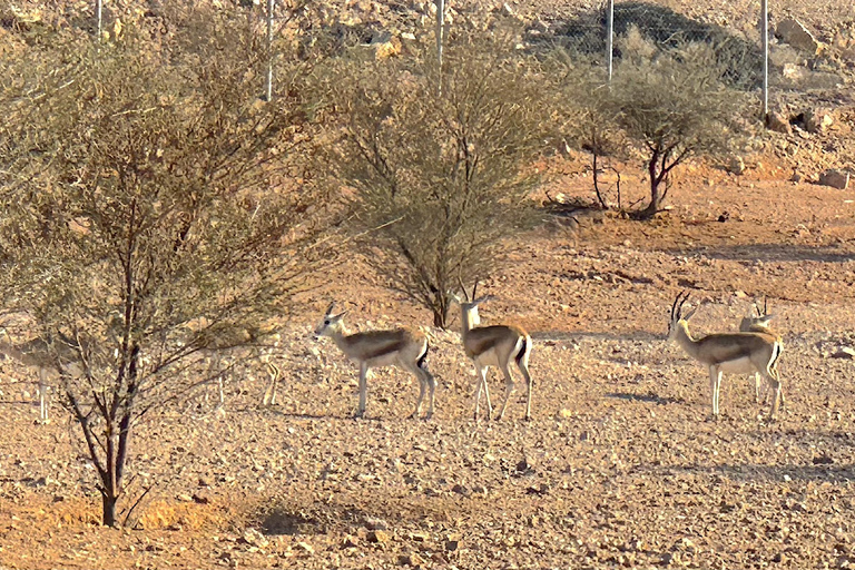 Riyadh: Edge of the World Hike &amp; Gazelle Sanctuary 4WD Tour